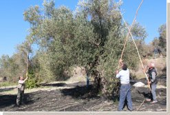 Annual Western Anatolia Olive and Olive Oil Culture Tour