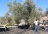 TCF-YESAM'ın Geleneksel Batı Anadolu Zeytin ve Zeytinyağı Kültür Turu